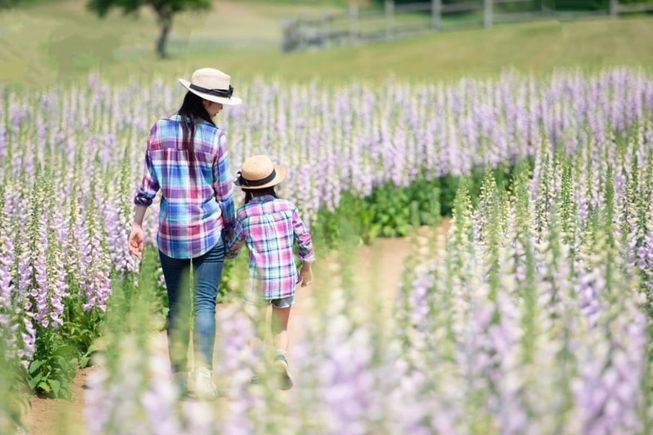 Coordinación de parentalidad 